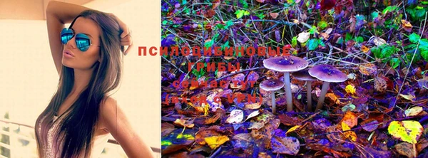 прущие грибы Белоозёрский